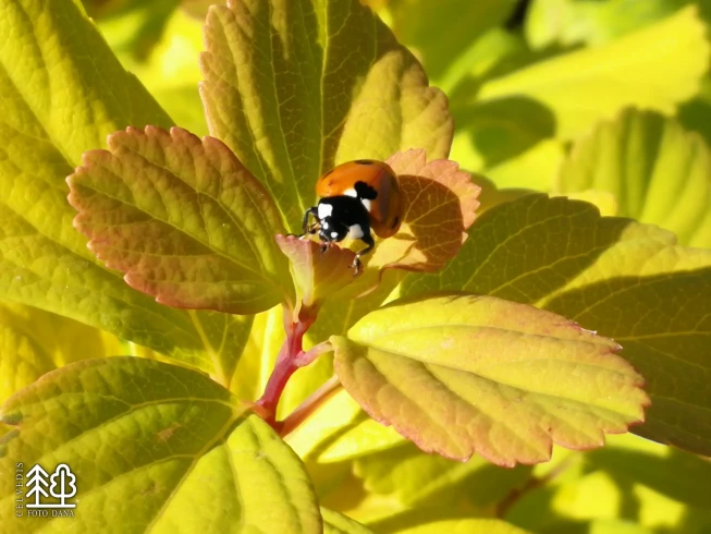 Spiraea betulifolia   'Tor Gold'
